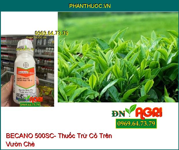 BECANO 500SC- Thuốc Trừ Cỏ Trên Cây Chè, Cà Phê, Cao Su, Thanh Long