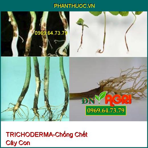 PHÂN VI SINH CAO CẤP TRICHODERMA NÔNG LÂM SC-Trị Nấm Và Vi Khuẩn