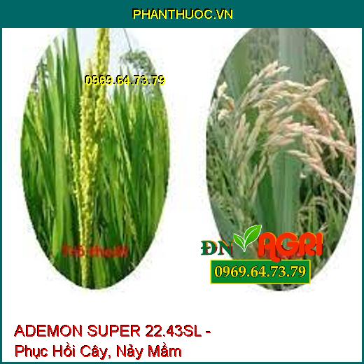 ADEMON SUPER 22.43SL - Phục Hồi Cây, Nảy Mầm