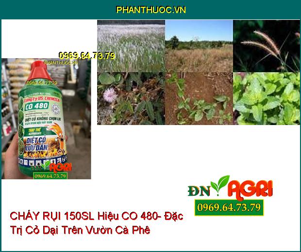 CHÁY RỤI 150SL Hiệu CO 480- Đặc Trị Cỏ Tranh, Lồng Vực, Dền Gai, Mắc Cỡ, Rau Sam