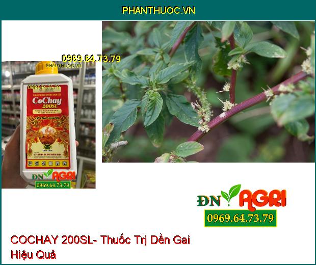 COCHAY 200SL- Thuốc Trị Cỏ Tranh, Lồng Vực, Mầm Trầu, Dền Gai, Rau Sam, Mắc Cỡ