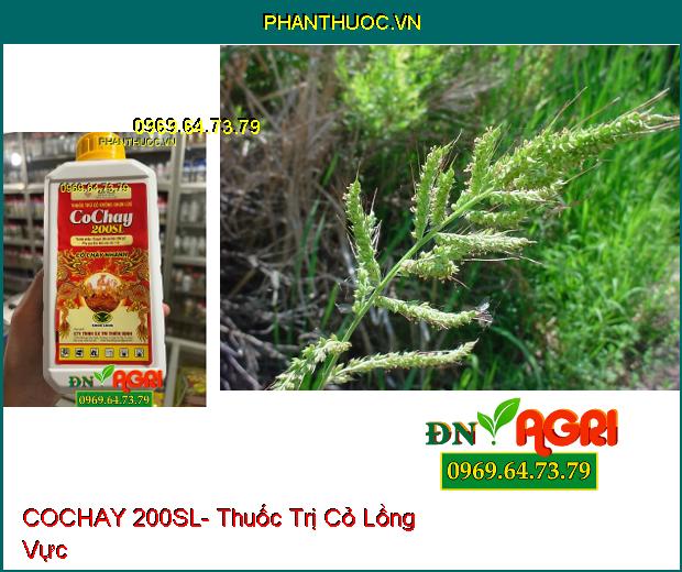 COCHAY 200SL- Thuốc Trị Cỏ Tranh, Lồng Vực, Mầm Trầu, Dền Gai, Rau Sam, Mắc Cỡ