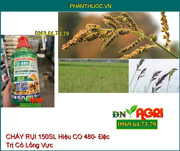 CHÁY RỤI 150SL Hiệu CO 480- Đặc Trị Cỏ Tranh, Lồng Vực, Dền Gai, Mắc Cỡ, Rau Sam