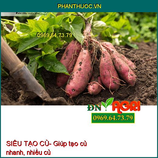 SIÊU TẠO CỦ Khoai Lang- Khoai Môn- Kích Ra Rễ, Cây Xanh Tốt, To Mập