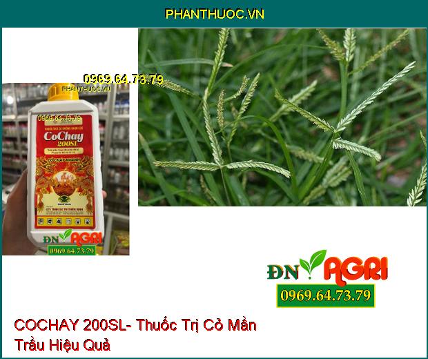 COCHAY 200SL- Thuốc Trị Cỏ Tranh, Lồng Vực, Mầm Trầu, Dền Gai, Rau Sam, Mắc Cỡ