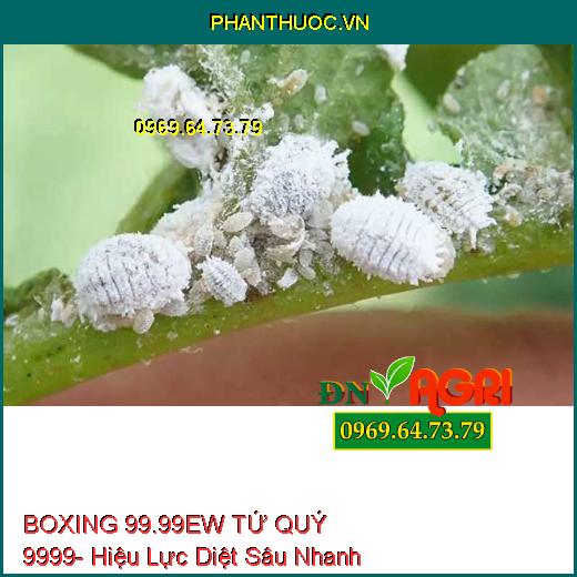 BOXING 99.99EW TỨ QUÝ 9999- Hiệu Lực Diệt Sâu Nhanh Và Kéo Dài, Bọ Trĩ Chích Hút