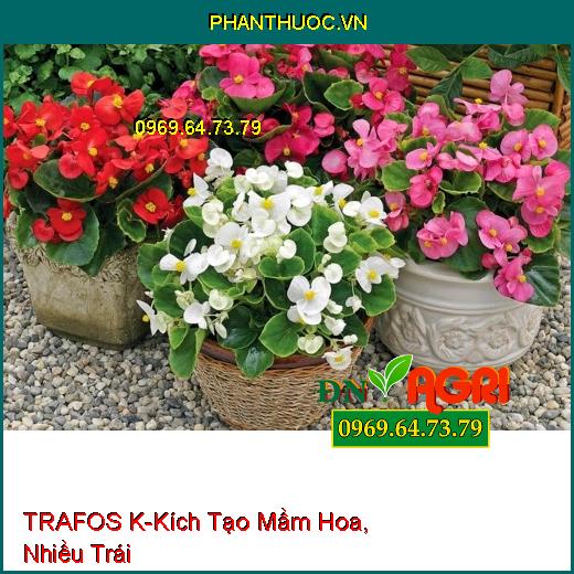 TRAFOS K- Tạo Kháng Thể Cho Cây, Kích Tạo Mầm Hoa, Nhiều Trái