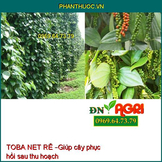 TOBA NET RỄ – KÍCH THÍCH RA RỄ CỰC MẠNH CHO CÂY TRỒNG, HẠN CHẾ VÀNG LÁ