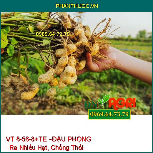 PHÂN BÓN LÁ VT 8-56-8+TE –ĐẬU PHỘNG –Ra Nhiều Hạt, Chống Thối