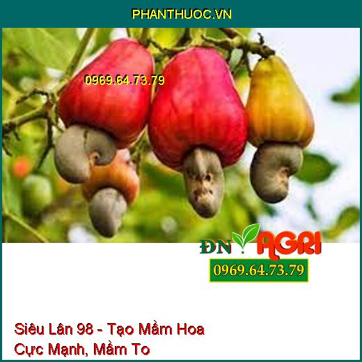 Siêu Lân 98 - Tạo Mầm Hoa Cực Mạnh, Mầm To