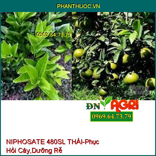 NIPHOSATE 480SL THÁI- Phục Hồi Cây, Hạ Phèn, Dưỡng Rễ, Xuống Trái Nhanh