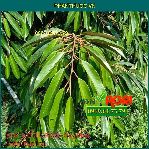 PHÂN BÓN NPK BỔ SUNG VI LƯỢNG – NOTUGROW –Cây Phát Triển Nhanh, Bóng Đẹp Trái