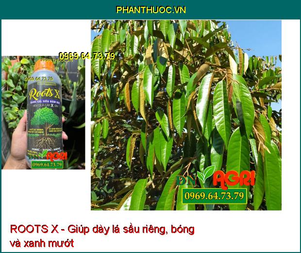 ROOTS X: Bổ Sung Humic- Fulvic- Amino- Siêu Ra Rễ, Nuôi Trái, Lớn Trái