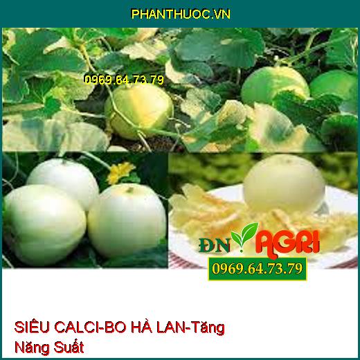 PHÂN BÓN LÁ SIÊU CALCI-BO HÀ LAN-Cung Cấp Canxi, Tăng Năng Suất