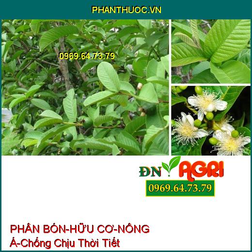 PHÂN BÓN LÁ RONG BIỂN – HỮU CƠ – NÔNG Á –Chống Chịu Thời Tiết, Tăng Đề Kháng