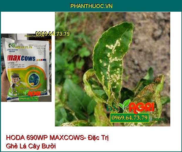 THUỐC TRỪ BỆNH HODA 690WP MAXCOWS- ĐẶC TRỊ THÁN THƯ, PHẤN TRẮNG GÂY HẠI TRÊN CÂY XOÀI