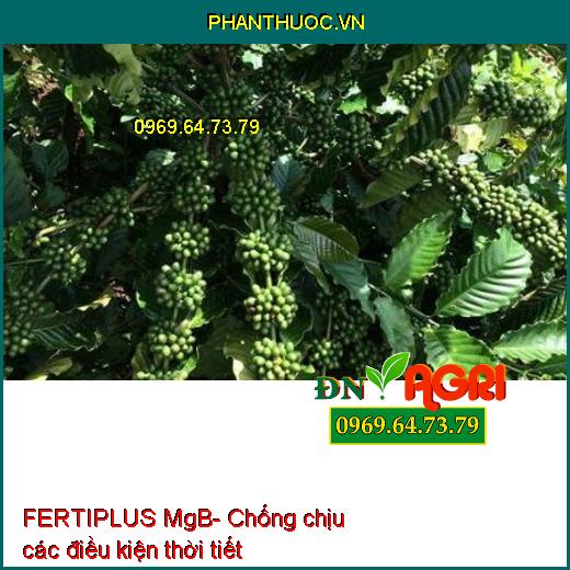 FERTIPLUS MgB- Phân Bón Lá Hữu Cơ Khoáng Tăng Tỷ Lệ Đậu Trái