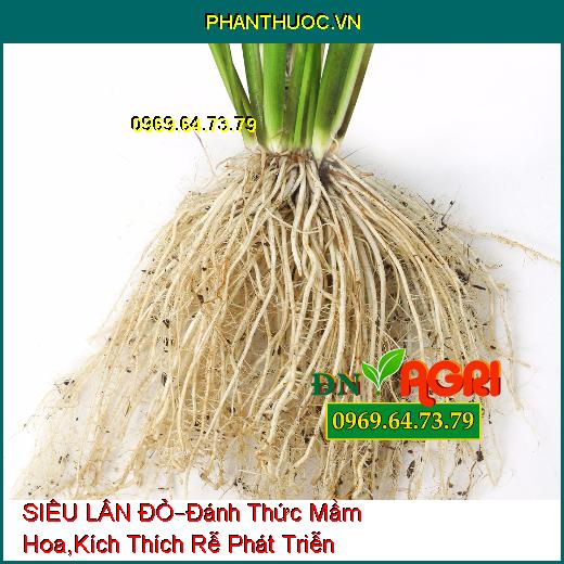 PHÂN BÓN HỖN HỢP SIÊU LÂN ĐỎ –Đánh Thức Mầm Hoa Ngủ, Kích Thích Rễ Phát Triễn