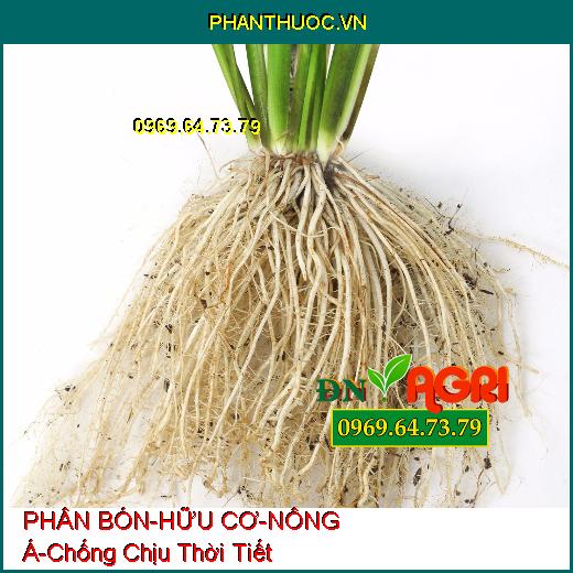 PHÂN BÓN LÁ RONG BIỂN – HỮU CƠ – NÔNG Á –Chống Chịu Thời Tiết, Tăng Đề Kháng