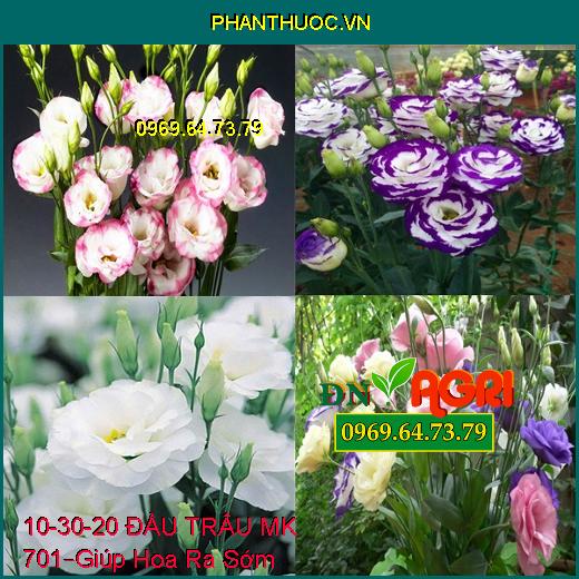 PHÂN BÓN LÁ NPK 10-30-20 ĐẦU TRÂU MK 701 –Giúp Hoa Ra Sớm, Hoa Đẹp, Lâu Tàn