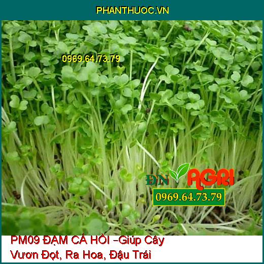 PHÂN BÓN LÁ PM09 ĐẠM CÁ HỒI –Giúp Cây Vươn Đọt, Tăng Khả Năng Ra Hoa, Đậu Trái