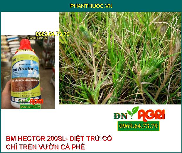 BM HECTOR 200SL- Thuốc Diệt Cỏ không Chọn Lọc , Diệt Cỏ Tranh, Mần Trầu