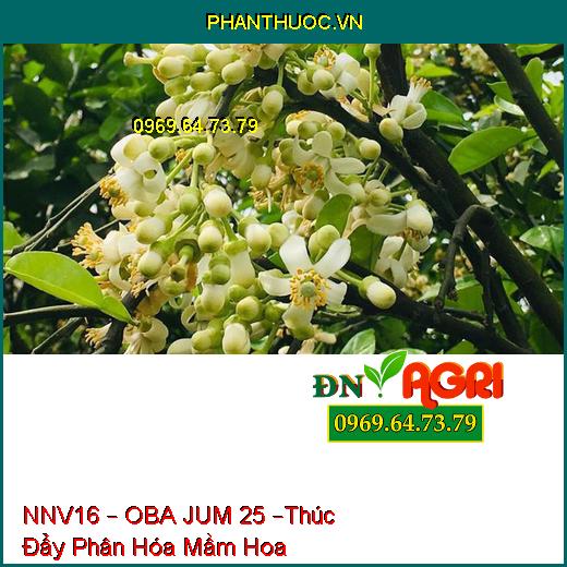 PHÂN BÓN NNV16 – OBA JUM 25 –Thúc Đẩy Phân Hóa Mầm Hoa, Đẻ Nhánh Khỏe, Nặng Hạt