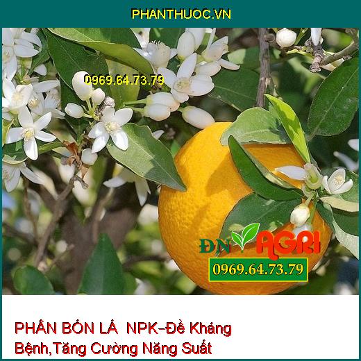 PHÂN BÓN LÁ HỖN HỢP NPK –Đề Kháng Bệnh, Tăng Cường Năng Suất , Chất Lượng