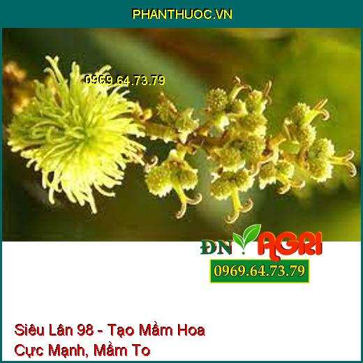 Siêu Lân 98 - Tạo Mầm Hoa Cực Mạnh, Mầm To