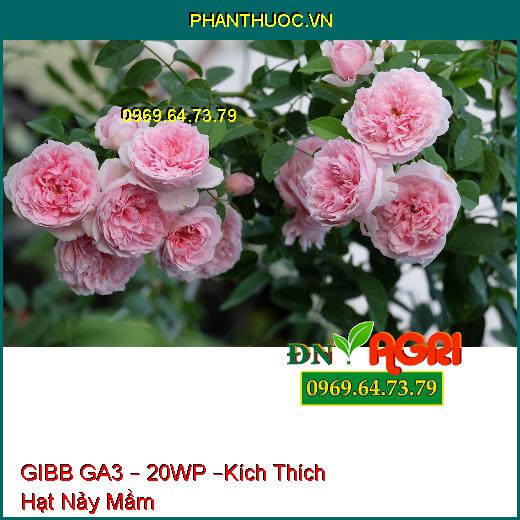 PHÂN BÓN PHỨC HỢP GIBB GA3 – 20WP –Kích Thích Hạt Nảy Mầm Nhanh