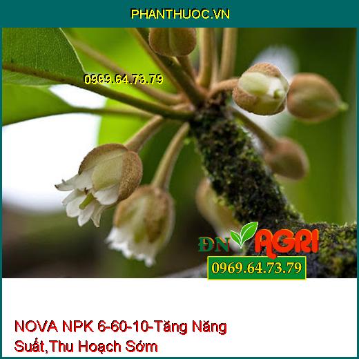 PHÂN BÓN HỖN HỢP CAO CẤP NOVA NPK 6-60-10-Tăng Năng Suất, Thu Hoạch Sớm