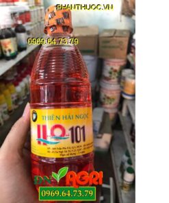 HQ 101 THIÊN HẢI NGỌC – Kích Thích Trổ Hoa- Ra Hoa Đồng Loạt- Trái Lớn