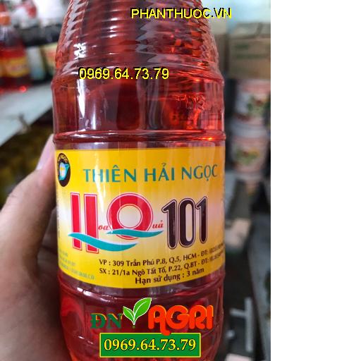 HQ 101 THIÊN HẢI NGỌC – Kích Thích Trổ Hoa- Ra Hoa Đồng Loạt- Trái Lớn