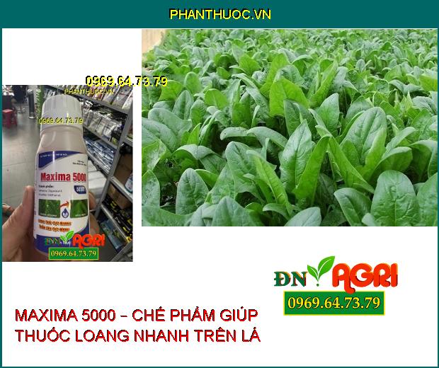 MAXIMA 5000 – CHẾ PHẨM TRỢ LỰC LOANG TRẢI CỰC NHANH THẤM SÂU CỰC MẠNH