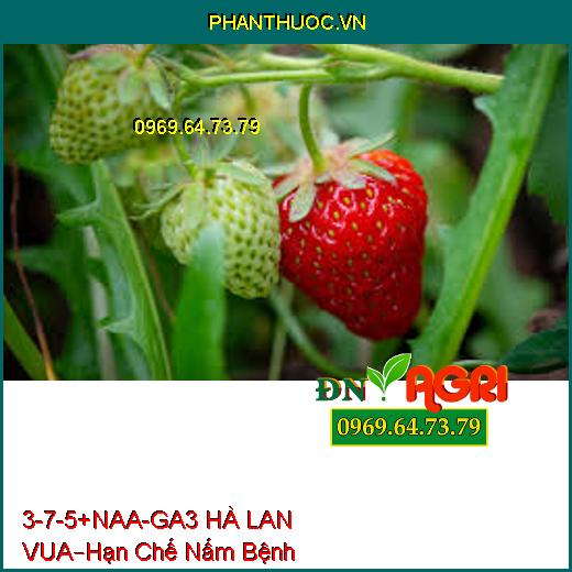 PHÂN BÓN LÁ 3-7-5 + NAA – GA3 HÀ LAN – VUA –Hạn Chế Nấm Bệnh, Phục Hồi Cây