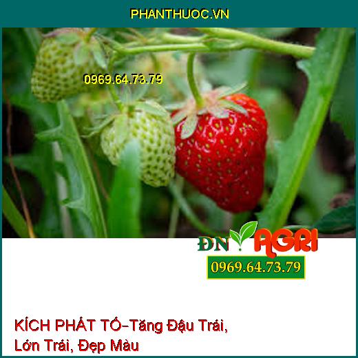 PHÂN BÓN KÍCH PHÁT TỐ –Kích Thích Mầm Hoa, Tăng Đậu Trái, Lớn Trái, Đẹp Màu