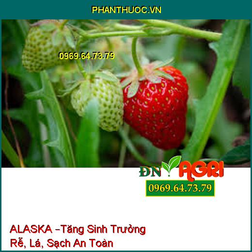 PHÂN BÓN LÁ ĐẠM CÁ ALASKA –Tăng Sinh Trưởng Rễ, Lá, Sạch An Toàn