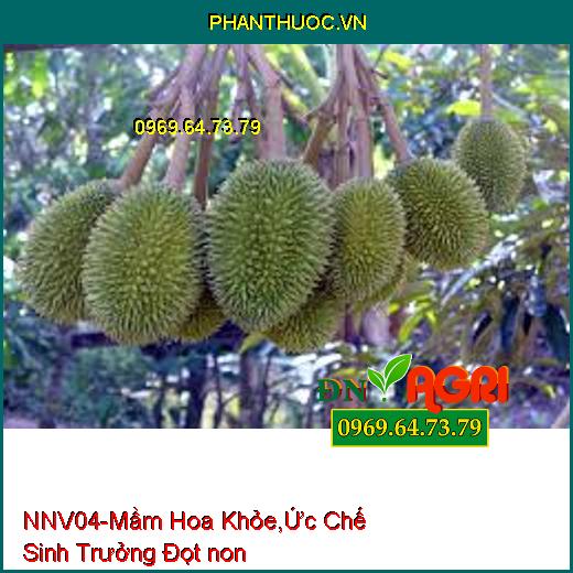 PHÂN BÓN NNV04 –Xử Lý Hoa Trái Vụ, Mầm Hoa Khỏe, Ức Chế Sinh Trưởng Đọt non