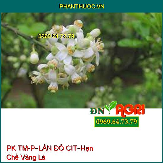 PHÂN PK TM-P – LÂN ĐỎ CIT –Hạn Chế Bệnh Vàng Lá, Cung Cấp Hàm Lượng Lân Kali