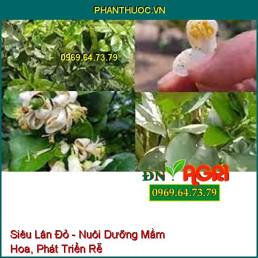 Siêu Lân Đỏ - Nuôi Dưỡng Mầm Hoa, Phát Triển Rễ, Phân Hóa Mầm Non