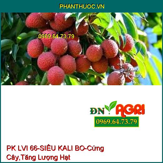 PHÂN BÓN HỖN HỢP PK LVI 66 – SIÊU KALI – BO –Cứng Cây, Tăng Số Lượng Hạt