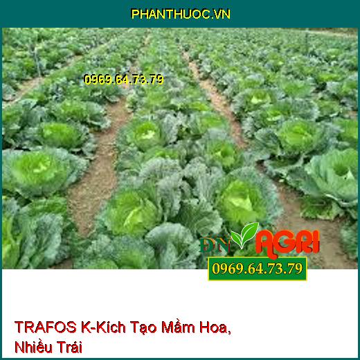 TRAFOS K- Tạo Kháng Thể Cho Cây, Kích Tạo Mầm Hoa, Nhiều Trái