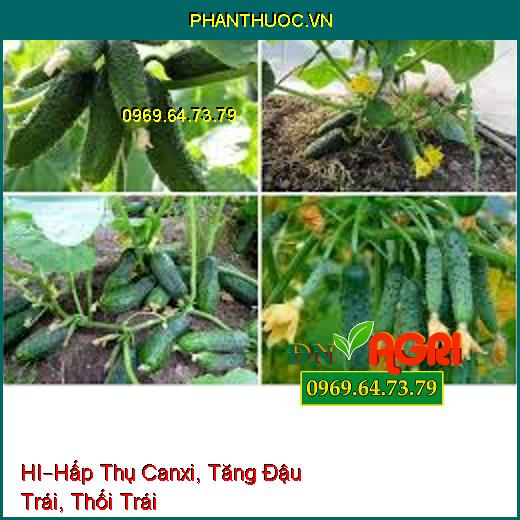 PHÂN BÓN LÁ HỮU CƠ KHOÁNG CAO CẤP HI –Hấp Thụ Canxi, Tăng Đậu Trái, Thối Trái