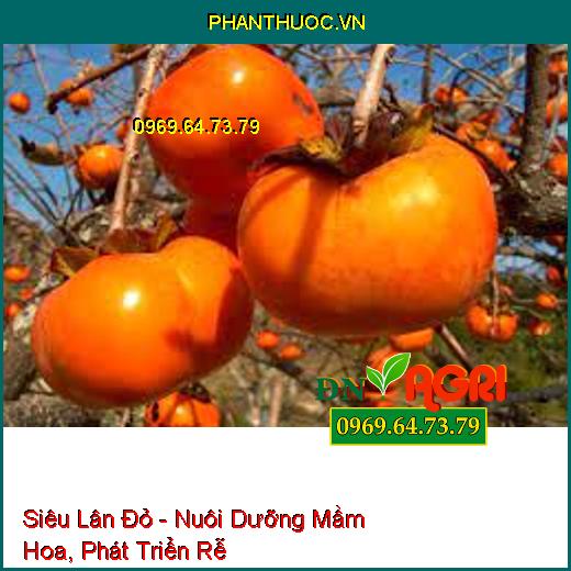 Siêu Lân Đỏ - Nuôi Dưỡng Mầm Hoa, Phát Triển Rễ, Phân Hóa Mầm Non