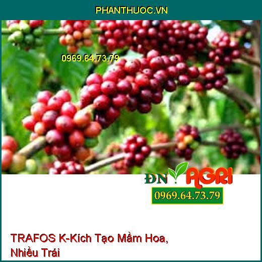 TRAFOS K- Tạo Kháng Thể Cho Cây, Kích Tạo Mầm Hoa, Nhiều Trái