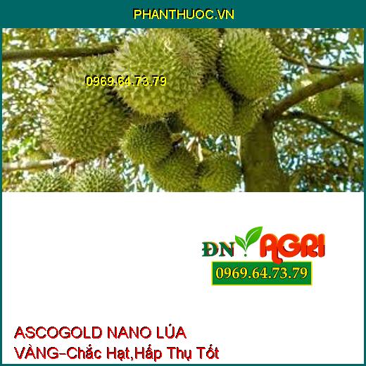 PHÂN BÓN LÁ HỮU CƠ ASCOGOLD NANO LÚA VÀNG –Hấp Thụ Phân Tốt, Lúa Chắc Hạt