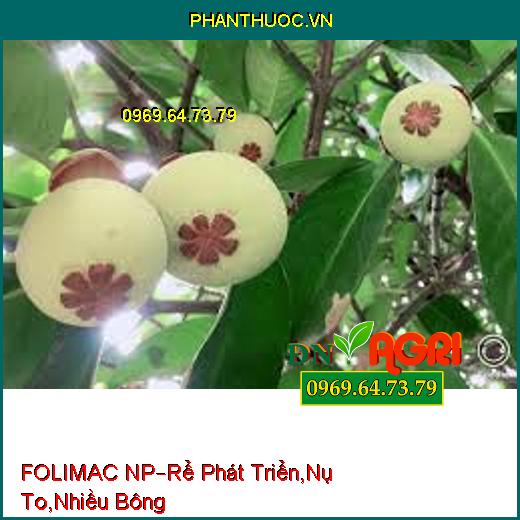 FOLIMAC NP –Kích Thích Phát Triển Rễ Mạnh, Nụ To Nhiều Bông