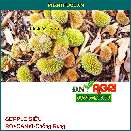 Sử dụng SIÊU BO+CANXI- giúp cây sầu riêng ngăn chặn hiện tượng khô bông, rụng bông.