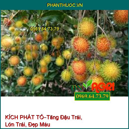 PHÂN BÓN KÍCH PHÁT TỐ –Kích Thích Mầm Hoa, Tăng Đậu Trái, Lớn Trái, Đẹp Màu