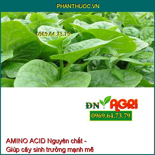 AMINO ACID Nguyên chất - Xanh Cây, Tốt Lá, Ra Hoa, Đậu Trái, Nuôi Trái